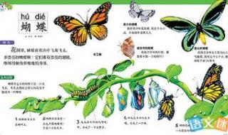 蝴蝶是益虫还是害虫 蝴蝶是益虫还是害虫